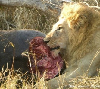 Kruger Park Safaris 41