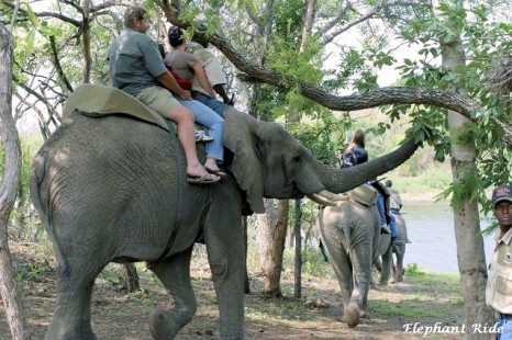 Elephant Safaris 1.jpg