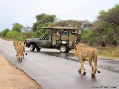 Kruger Park Safaris 1.jpg
