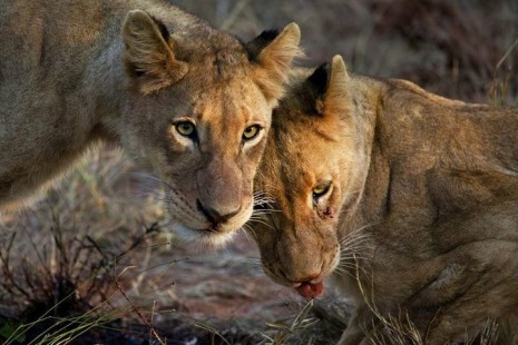 Kruger Park Tour 1.jpg