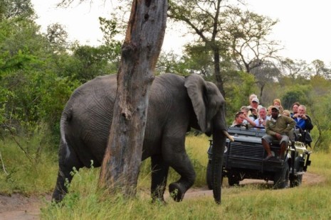 Night Safari 5.jpg